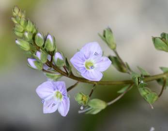 Fotografia da espécie Veronica anagallis-aquatica subesp. anagallis-aquatica