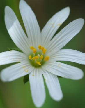 Fotografia 5 da espécie Stellaria holostea no Jardim Botânico UTAD