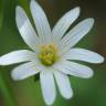 Fotografia 5 da espécie Stellaria holostea do Jardim Botânico UTAD