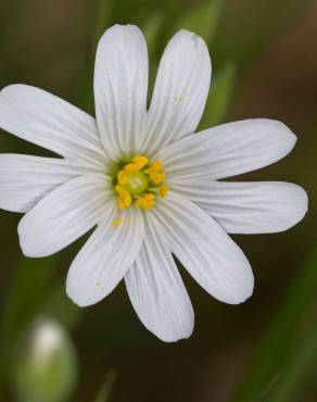 Fotografia 6 da espécie Stellaria holostea no Jardim Botânico UTAD