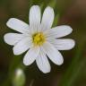 Fotografia 6 da espécie Stellaria holostea do Jardim Botânico UTAD