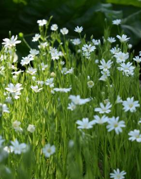 Fotografia 7 da espécie Stellaria holostea no Jardim Botânico UTAD