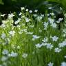 Fotografia 7 da espécie Stellaria holostea do Jardim Botânico UTAD