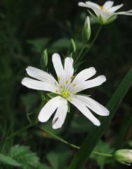 Stellaria holostea