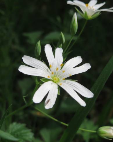 Fotografia de capa Stellaria holostea - do Jardim Botânico