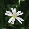 Fotografia 1 da espécie Stellaria holostea do Jardim Botânico UTAD