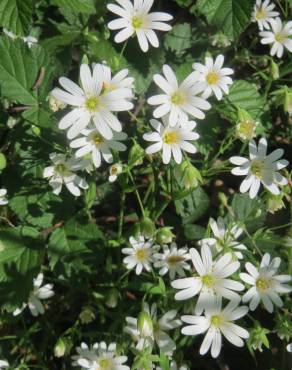 Fotografia 8 da espécie Stellaria holostea no Jardim Botânico UTAD