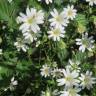 Fotografia 8 da espécie Stellaria holostea do Jardim Botânico UTAD