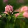Fotografia 3 da espécie Trifolium pratense subesp. pratense var. pratense do Jardim Botânico UTAD