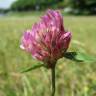 Fotografia 1 da espécie Trifolium pratense subesp. pratense var. pratense do Jardim Botânico UTAD