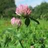 Fotografia 5 da espécie Trifolium pratense subesp. pratense var. pratense do Jardim Botânico UTAD