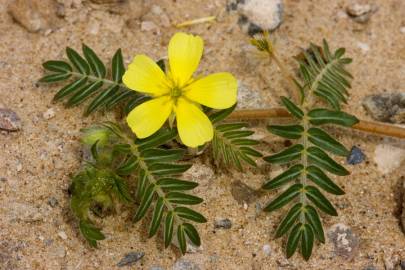 Fotografia da espécie Tribulus terrestris subesp. terrestris