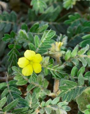 Fotografia 5 da espécie Tribulus terrestris subesp. terrestris no Jardim Botânico UTAD