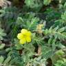 Fotografia 5 da espécie Tribulus terrestris subesp. terrestris do Jardim Botânico UTAD