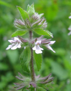 Fotografia 5 da espécie Stachys arvensis no Jardim Botânico UTAD