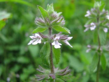 Fotografia da espécie Stachys arvensis