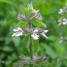 Fotografia 5 da espécie Stachys arvensis do Jardim Botânico UTAD