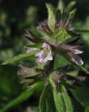 Fotografia 6 da espécie Stachys arvensis no Jardim Botânico UTAD