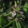 Fotografia 6 da espécie Stachys arvensis do Jardim Botânico UTAD