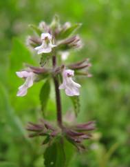 Stachys arvensis