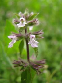 Fotografia da espécie Stachys arvensis