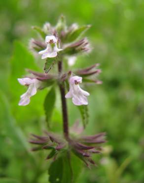 Fotografia 1 da espécie Stachys arvensis no Jardim Botânico UTAD