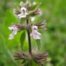 Fotografia 1 da espécie Stachys arvensis do Jardim Botânico UTAD