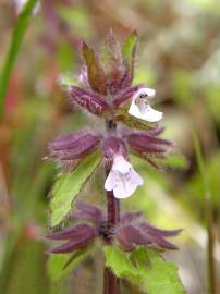 Fotografia da espécie Stachys arvensis