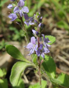 Fotografia 3 da espécie Veronica officinalis no Jardim Botânico UTAD