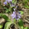 Fotografia 3 da espécie Veronica officinalis do Jardim Botânico UTAD