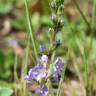 Fotografia 4 da espécie Veronica officinalis do Jardim Botânico UTAD