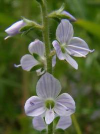 Fotografia da espécie Veronica officinalis