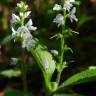 Fotografia 9 da espécie Veronica officinalis do Jardim Botânico UTAD