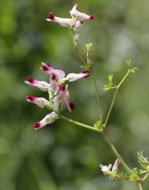 Fotografia 4 da espécie Fumaria muralis no Jardim Botânico UTAD