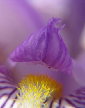 Fotografia 4 da espécie Iris germanica no Jardim Botânico UTAD