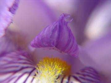 Fotografia da espécie Iris germanica