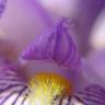 Fotografia 4 da espécie Iris germanica do Jardim Botânico UTAD
