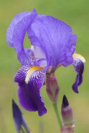 Fotografia da espécie Iris germanica