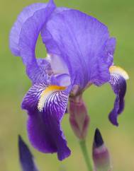 Iris germanica