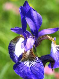 Fotografia da espécie Iris germanica