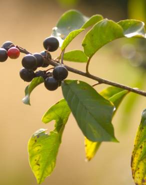 Fotografia 7 da espécie Frangula alnus no Jardim Botânico UTAD