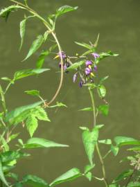 Fotografia da espécie Solanum dulcamara