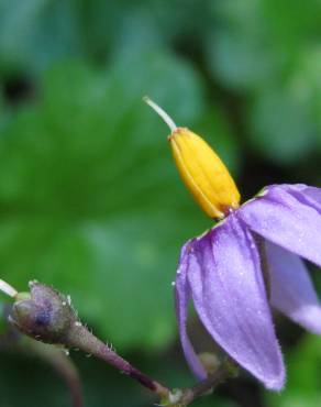 Fotografia 5 da espécie Solanum dulcamara no Jardim Botânico UTAD