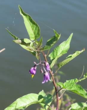 Fotografia 6 da espécie Solanum dulcamara no Jardim Botânico UTAD