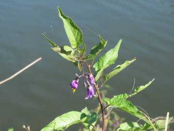 Fotografia da espécie Solanum dulcamara