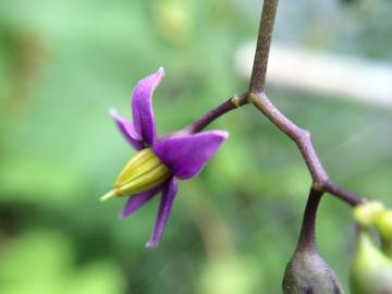 Fotografia da espécie Solanum dulcamara