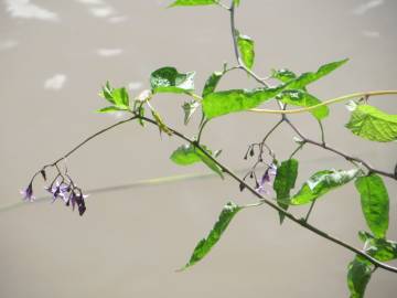 Fotografia da espécie Solanum dulcamara