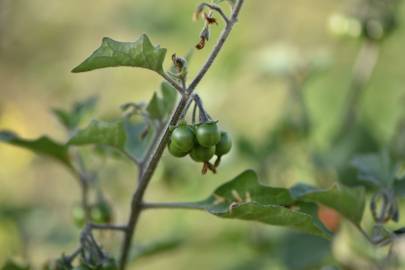 Fotografia da espécie Solanum villosum