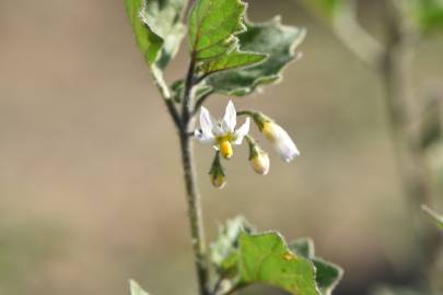 Fotografia da espécie Solanum villosum