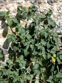 Fotografia da espécie Solanum villosum